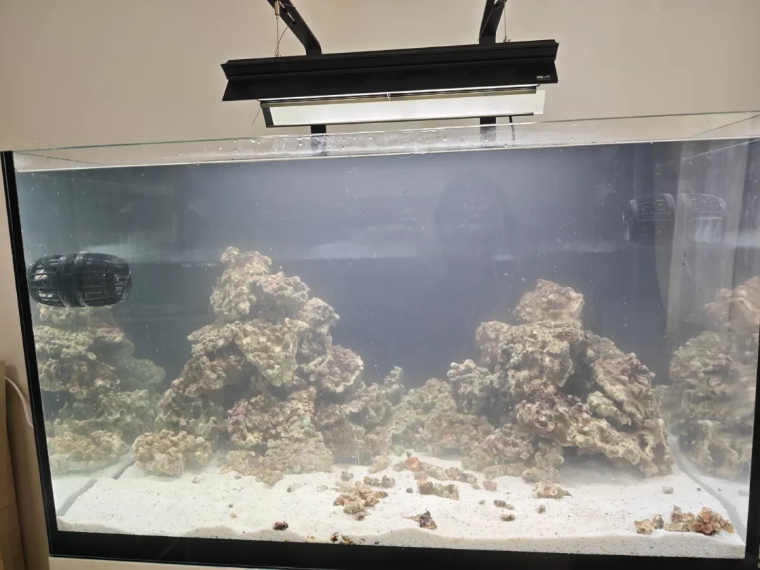 入秋前是海缸最便宜的入门窗口？我们把全网鱼友的账单扒了一遍