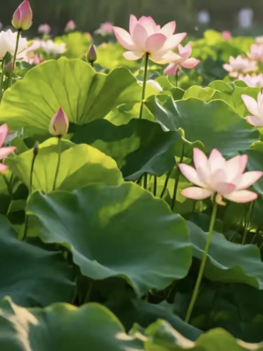 一边避雷一边等促销:海蒂的花园18周年庆快到了,9月1日什么值得冲
