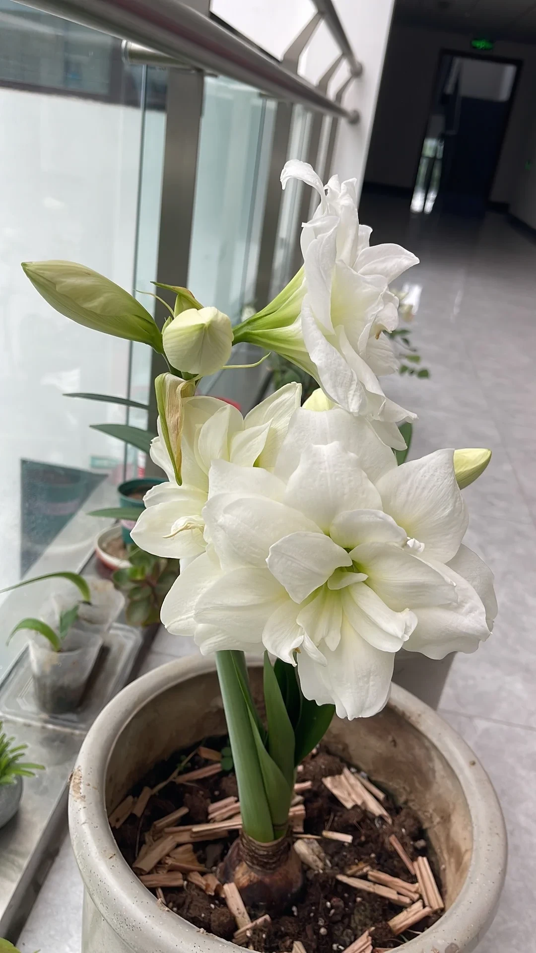 一边避雷一边等促销:海蒂的花园18周年庆快到了,9月1日什么值得冲