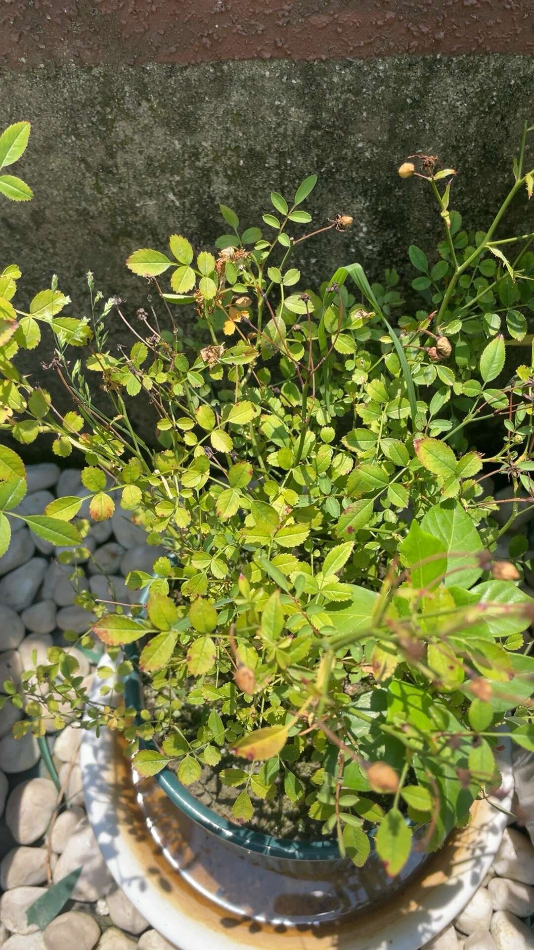 出伏不等于能秋剪:北方这周可以动手,江浙沪还得再熬一波秋老虎