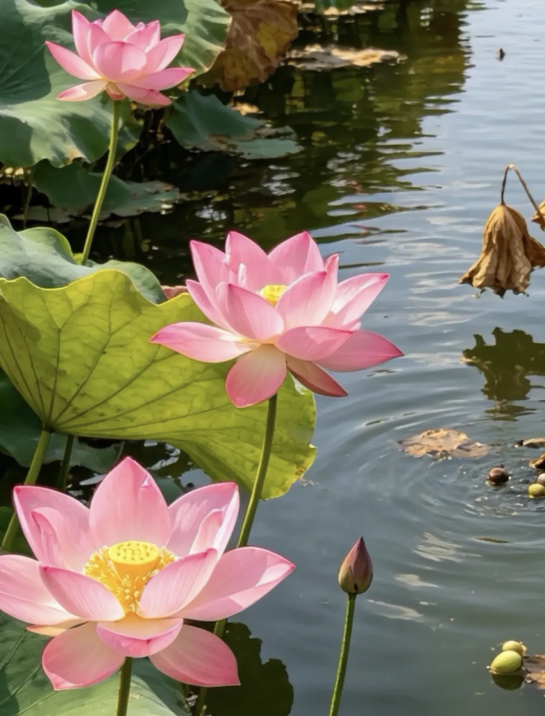 9月1日是海蒂的花园周年庆,今年预告还没出:翻完三年店庆记录,我把值得买和要避的坑提前写好了