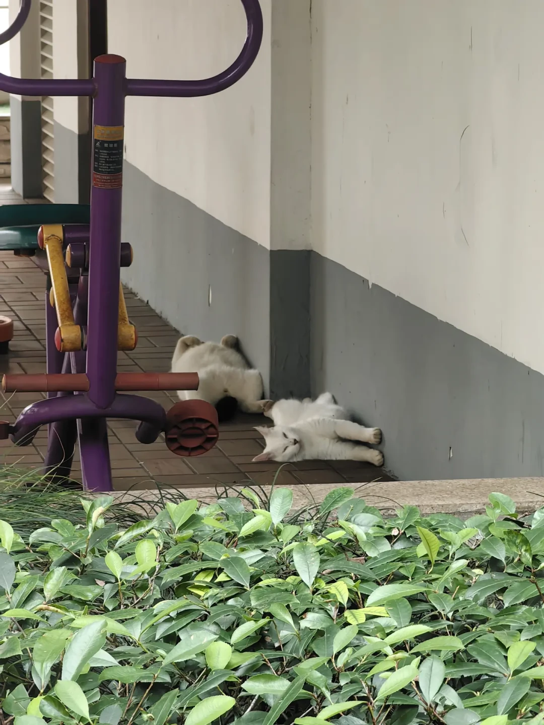 中暑的流浪猫，可能3小时内就没命：3个信号判断中暑，4步现场急救，别等遇到才学