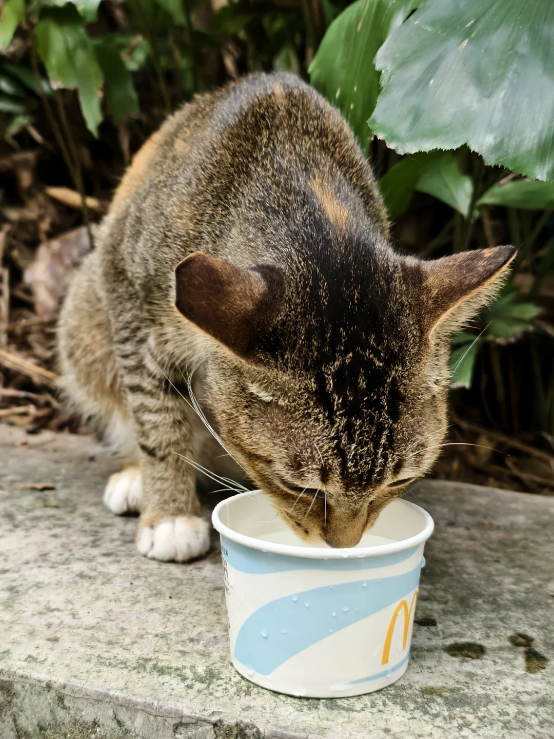 中暑的流浪猫，可能3小时内就没命：3个信号判断中暑，4步现场急救，别等遇到才学