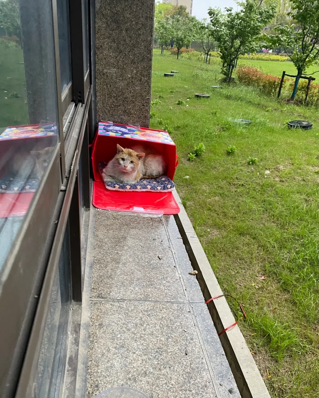 中暑的流浪猫，可能3小时内就没命：3个信号判断中暑，4步现场急救，别等遇到才学