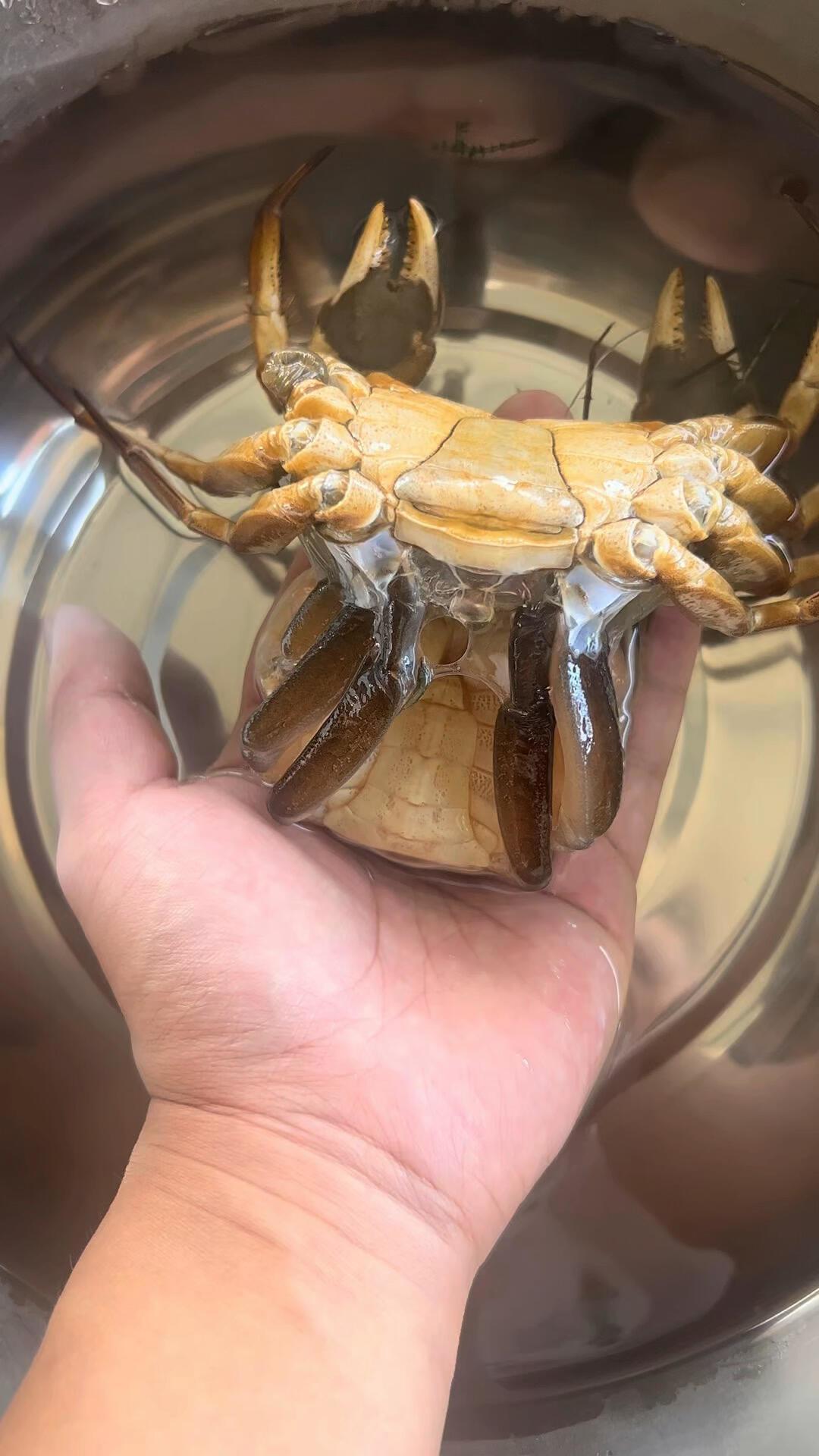 阳澄湖大闸蟹蜕完最后一次壳：真蟹九月下旬才上市，现在开卖的“阳澄湖”别急着买