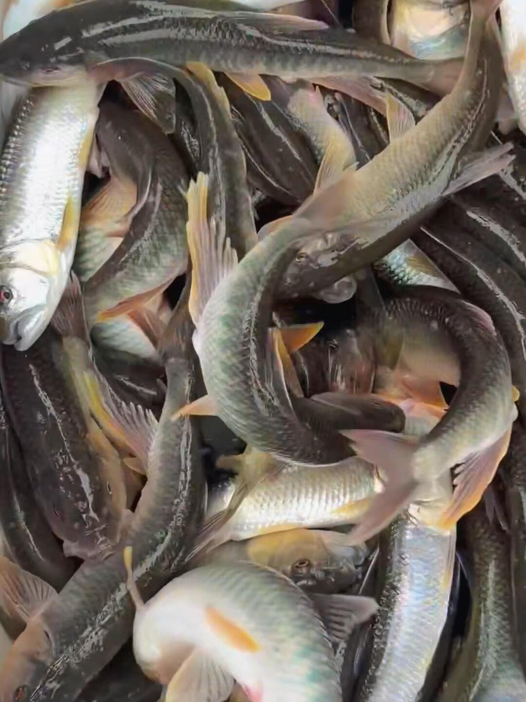 马口追饵追到脚边就是不咬？先分清三种