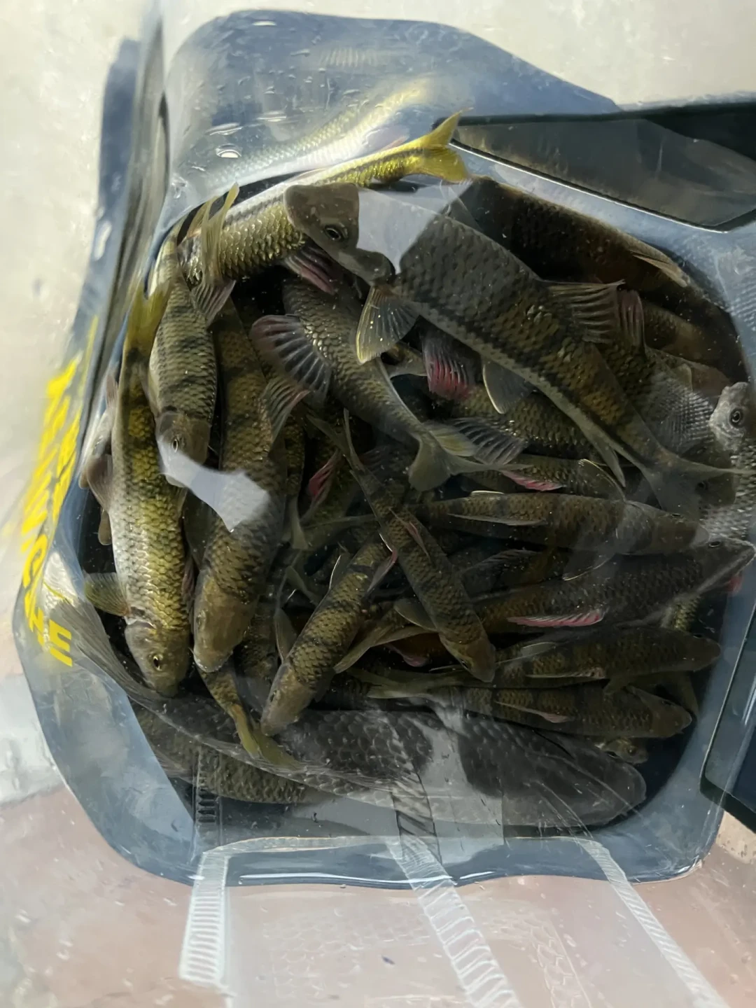 溪石斑的肉能吃，籽千万别吃：今年已有多人进急诊，高温都杀不死这种毒