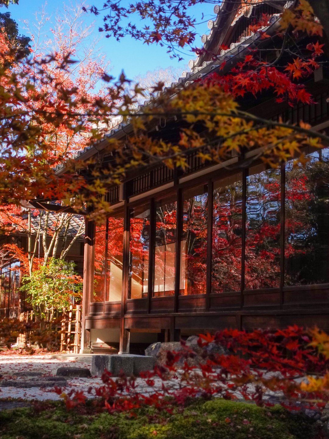 京都红叶要拖到12月12日?疯传的那份预报有问题,但买了11月中旬机票的不用慌