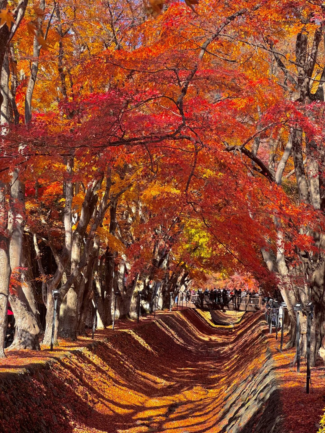京都红叶要拖到12月12日?疯传的那份预报有问题,但买了11月中旬机票的不用慌