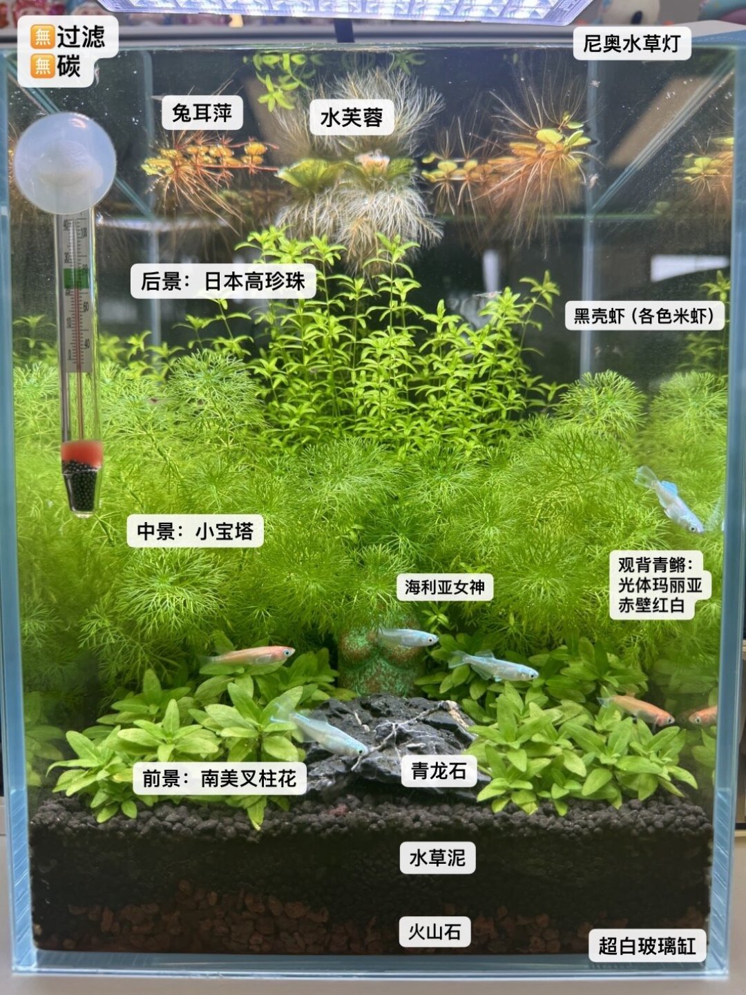 草缸真的能一年不换水？我把全网两百多条成功帖和翻车帖摆在一起，把这份懒的账算给你看