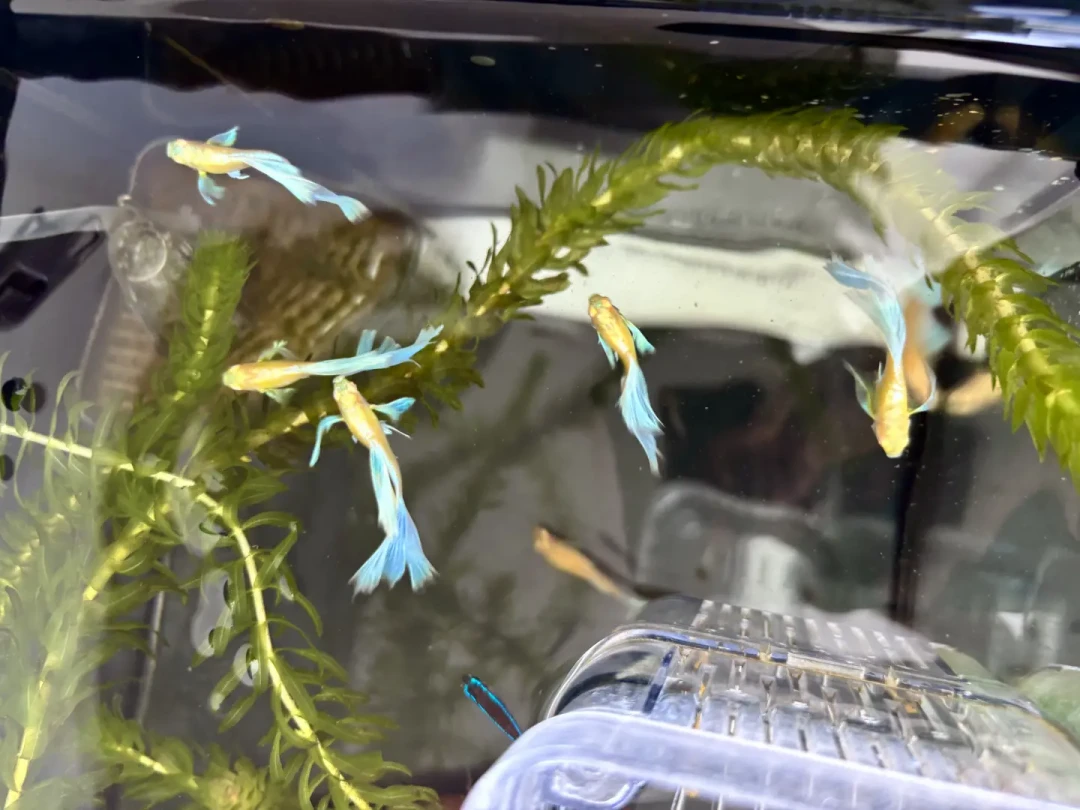 网购孔雀鱼，最危险的环节不是