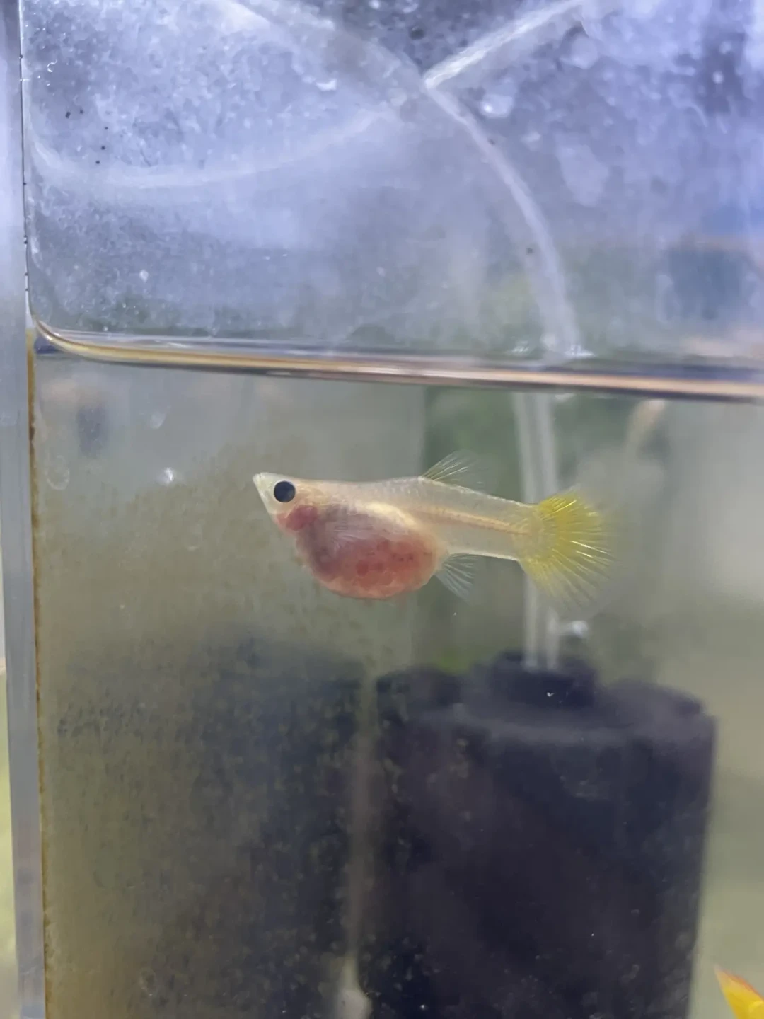 网购孔雀鱼，最危险的环节不是