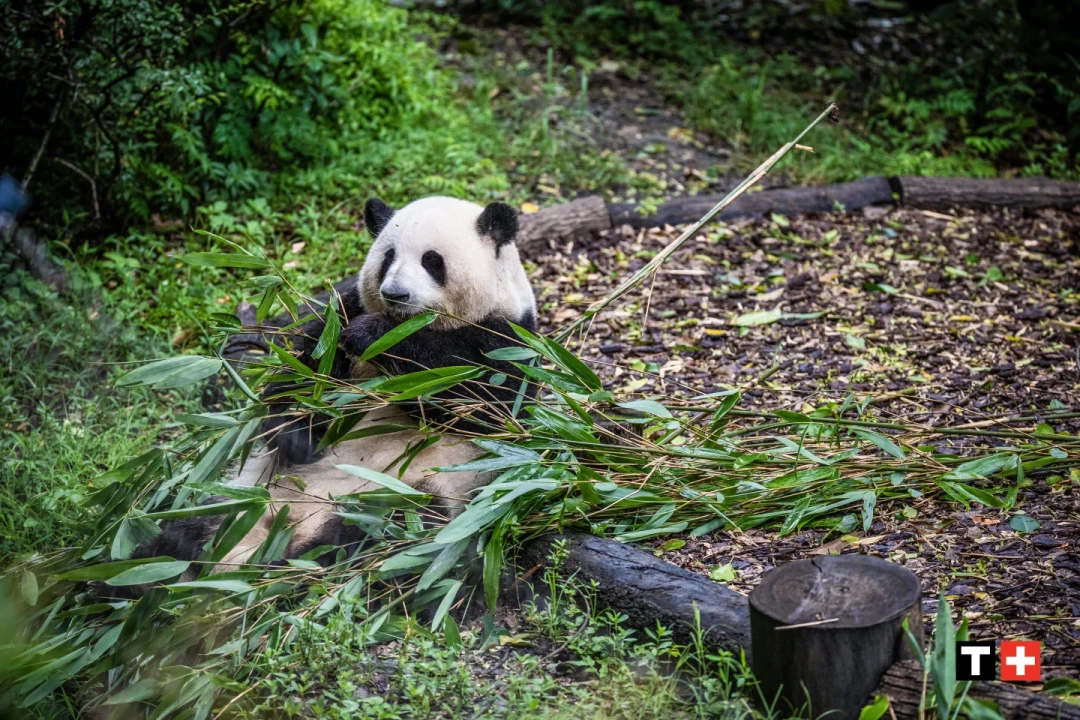 天梭把“和花”戴上了表盘:小美人熊猫限定款,石英机芯、不打折,到底该谁买?