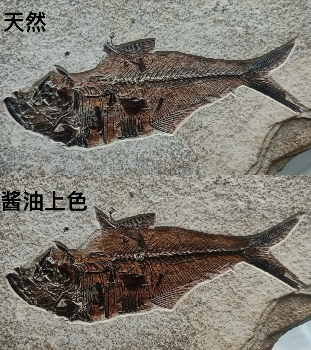你花钱买的化石,可能是酱油画出来的:四大造假手法一次看懂,这三类再便宜也别买