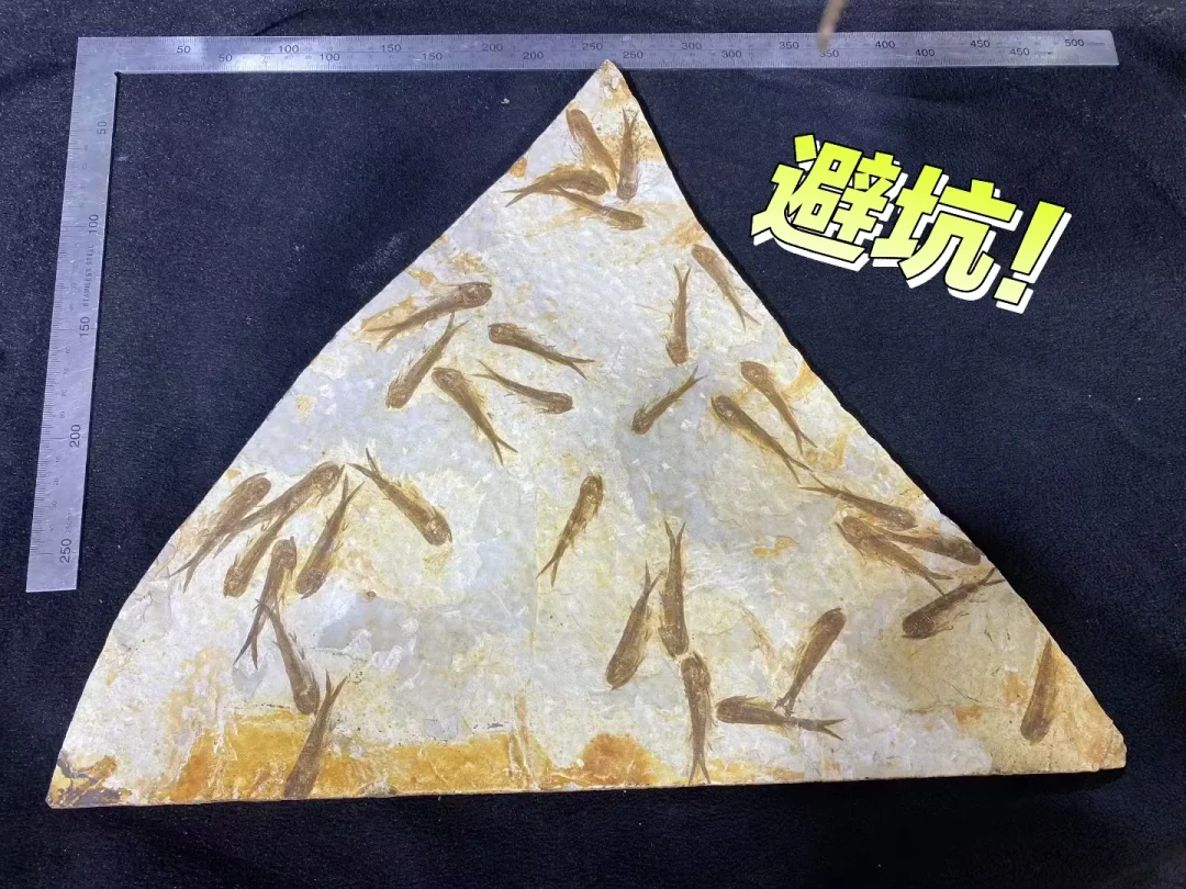 你花钱买的化石,可能是酱油画出来的:四大造假手法一次看懂,这三类再便宜也别买