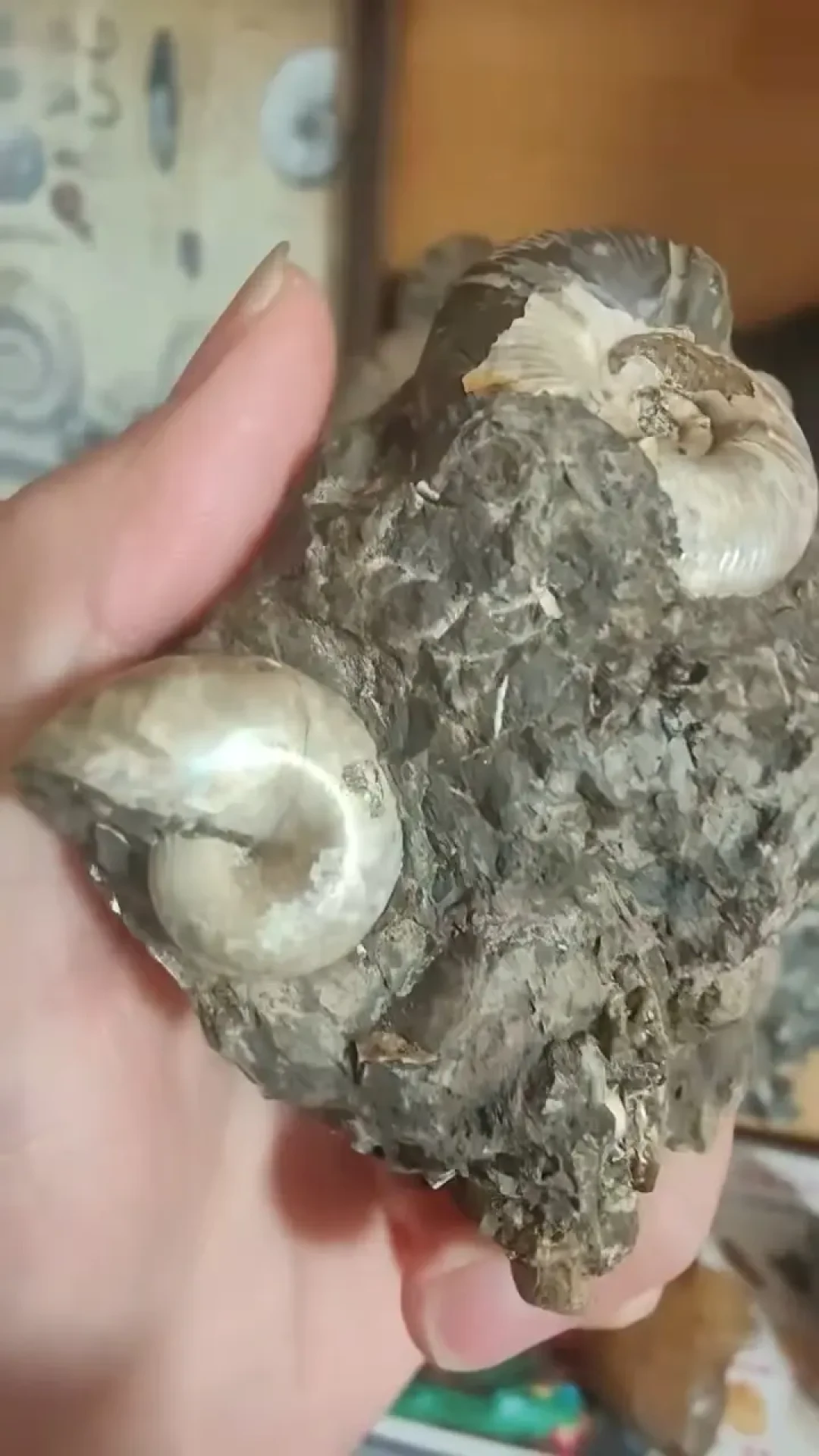 你花钱买的化石,可能是酱油画出来的:四大造假手法一次看懂,这三类再便宜也别买