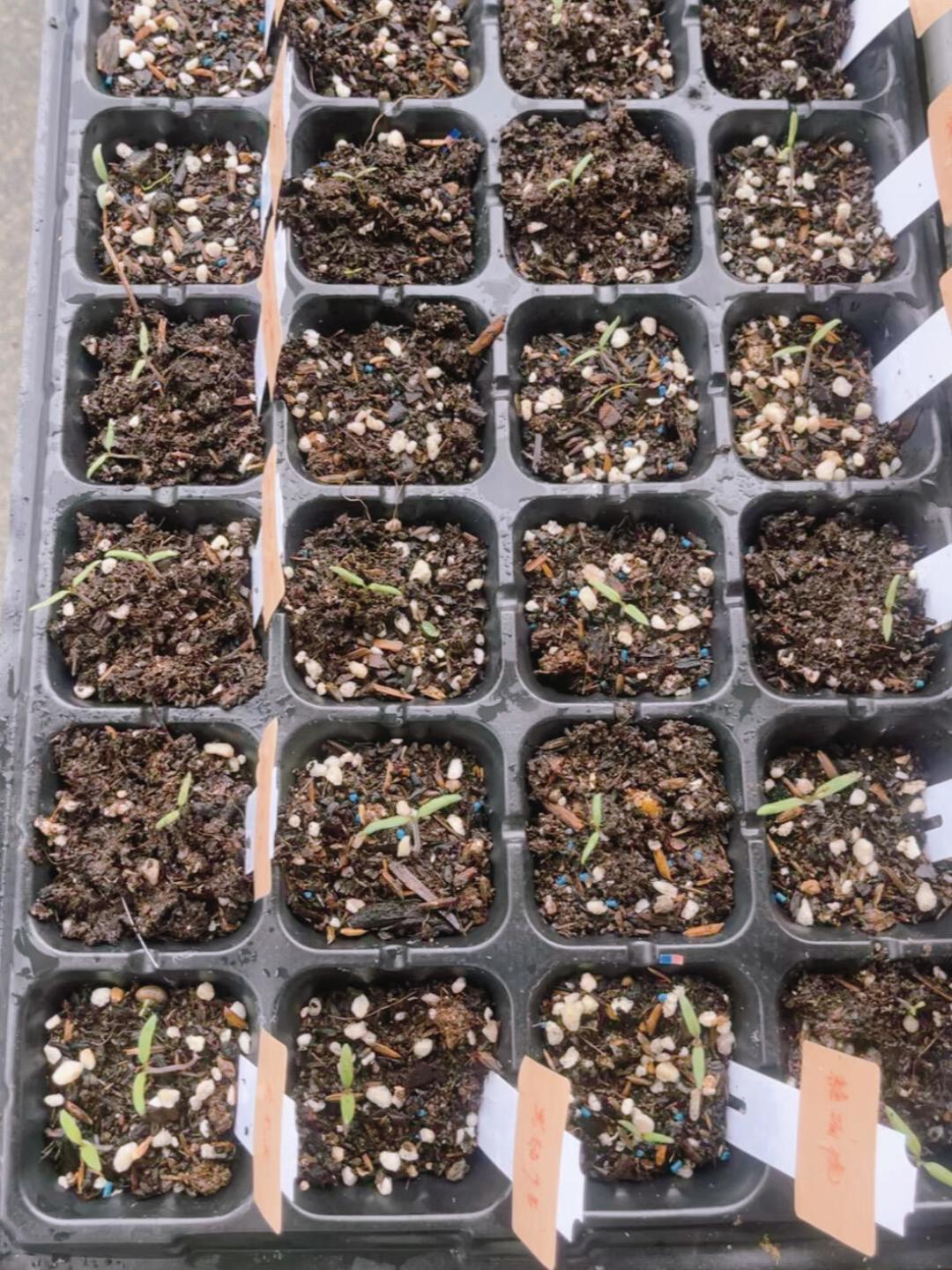 “甲醛白菜”之后,一批人决定自己在阳台种菜:处暑刚过,秋播窗口就这几天,先看懂夜温再下种