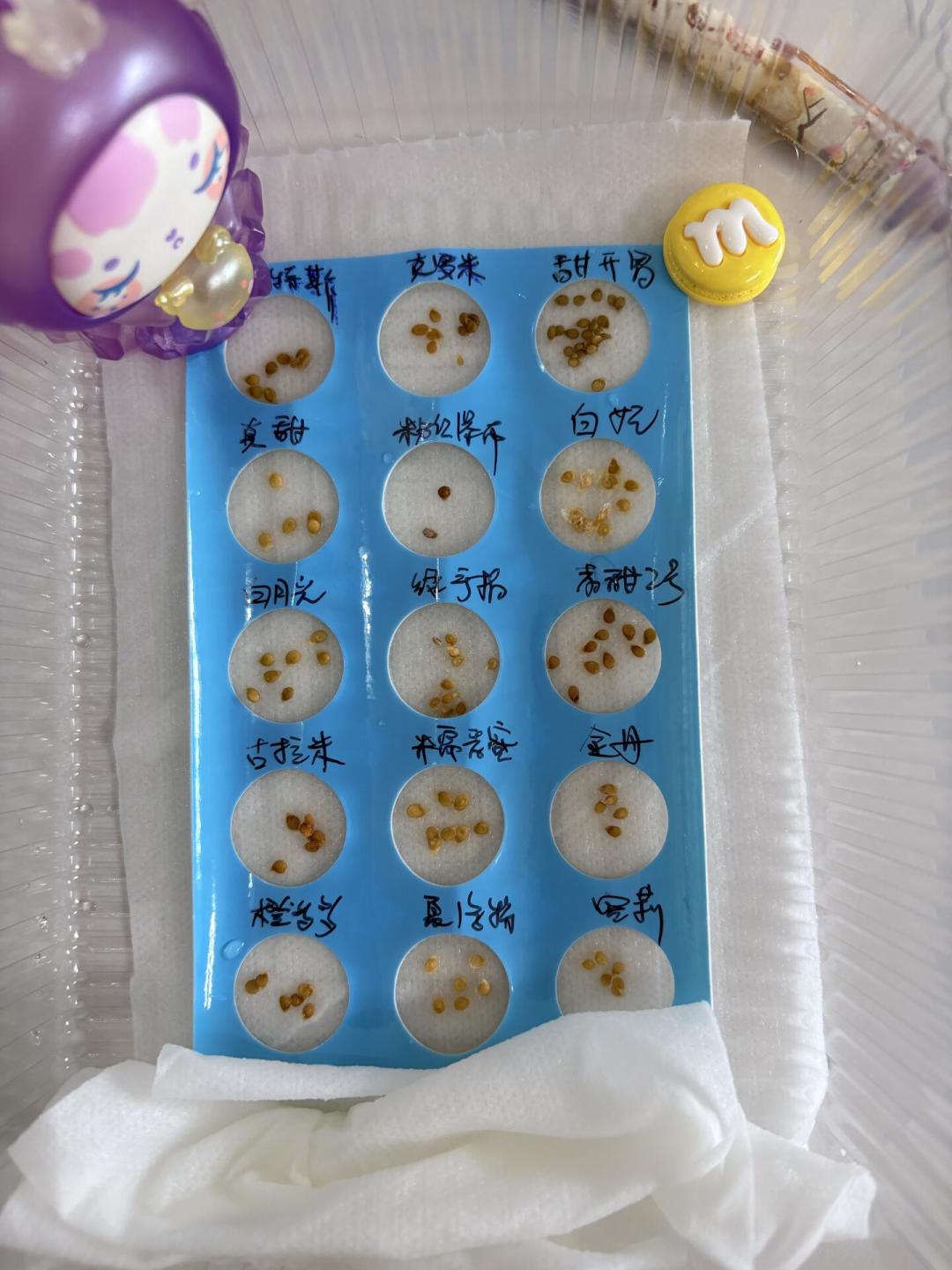 “甲醛白菜”之后,一批人决定自己在阳台种菜:处暑刚过,秋播窗口就这几天,先看懂夜温再下种