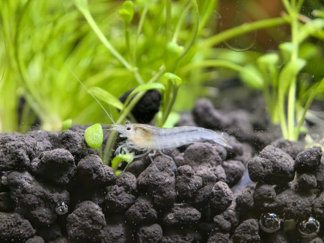 新手开缸第10天水草溶叶、虾死、爆藻?我把这周的开缸实录全翻了一遍:多数'濒死信号'其实是正常程序