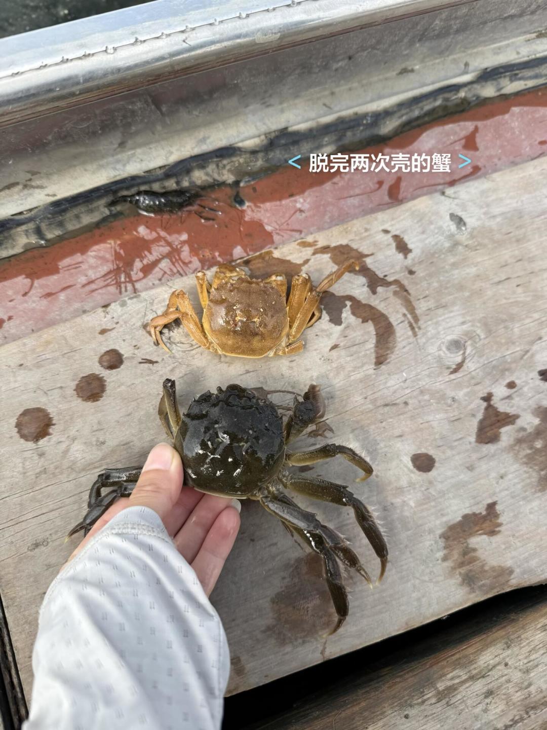 阳澄湖的蟹还有一个月才开捕,蟹券已经打到1.3折:今年中秋买蟹券,品质控到底在买什么?