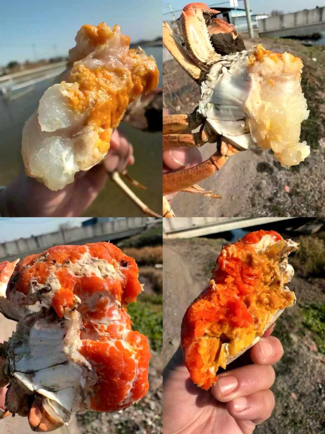 阳澄湖的蟹还有一个月才开捕,蟹券已经打到1.3折:今年中秋买蟹券,品质控到底在买什么?