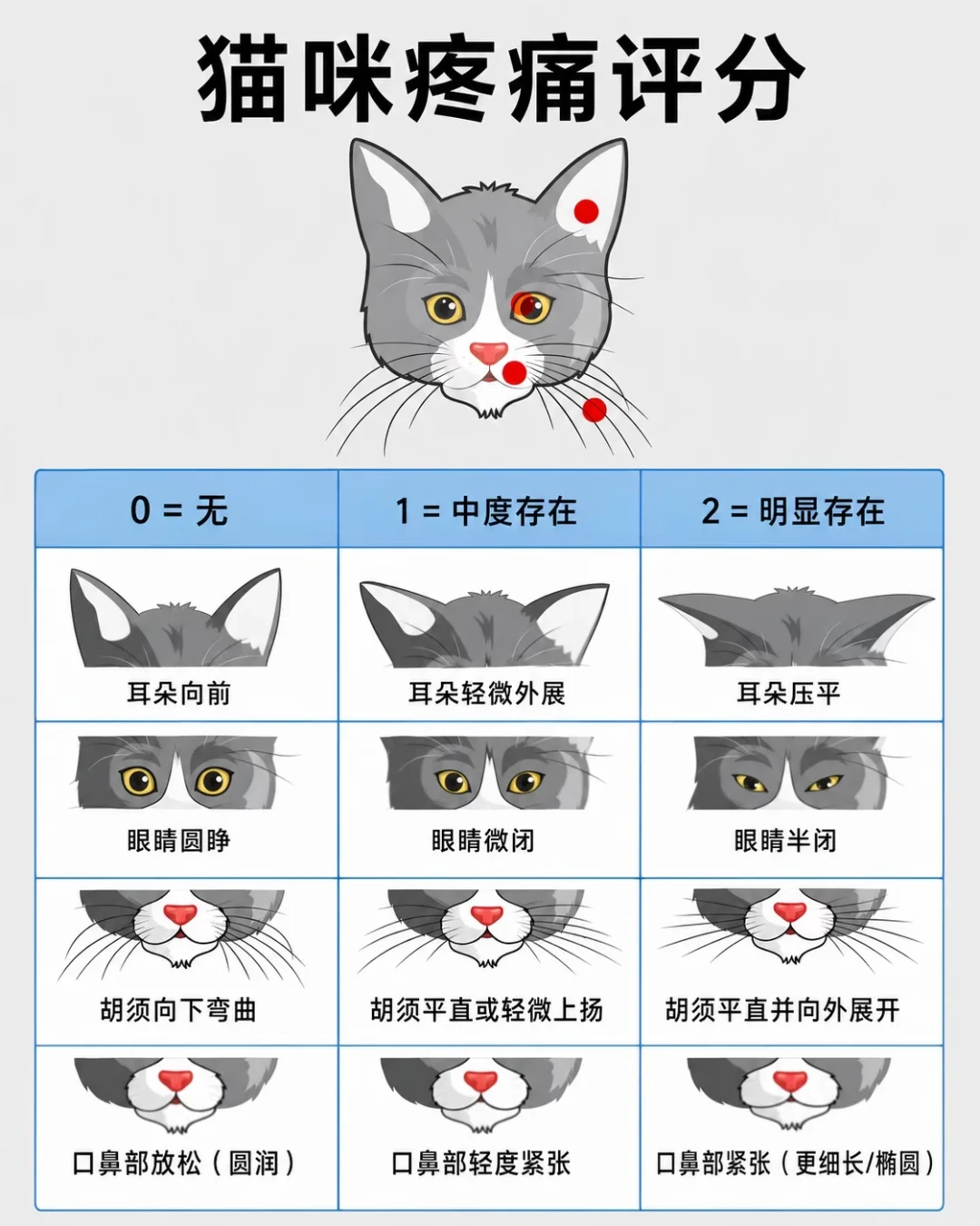 猫母鸡蹲就是忍痛?别吵了,兽医验证过的