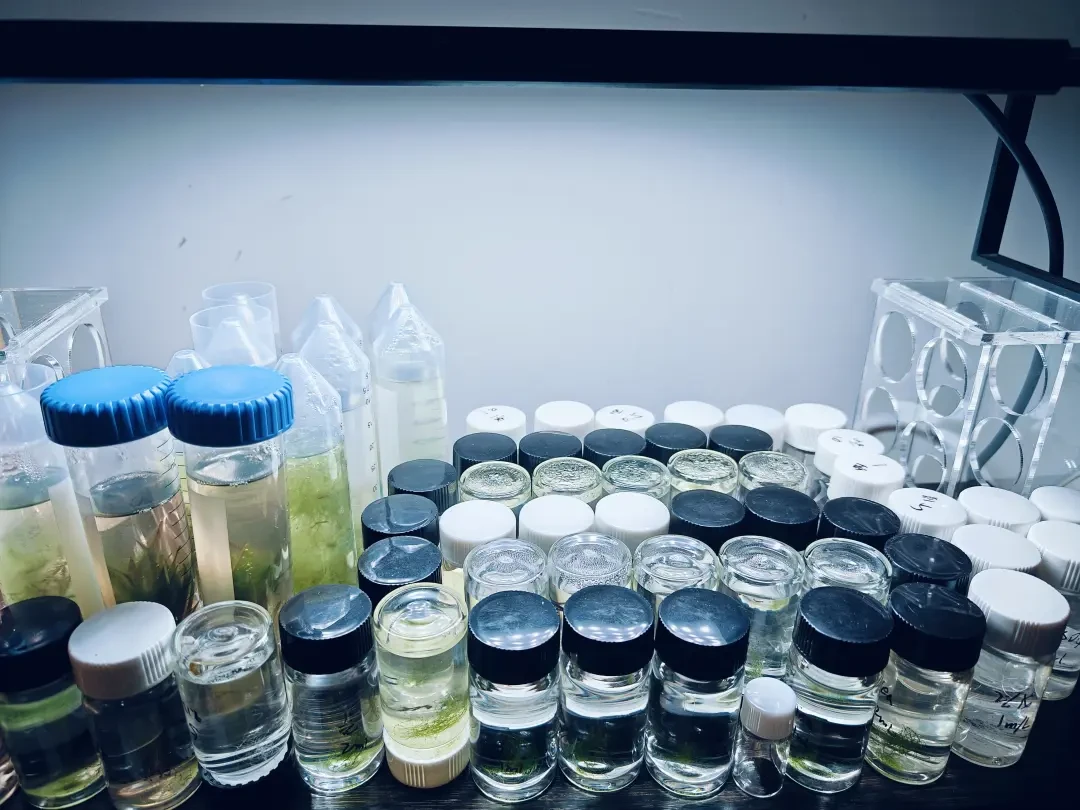 同样一瓶52,有人除藻,有人团灭:翻了全网十几份使用记录,把安全区间整理出来了