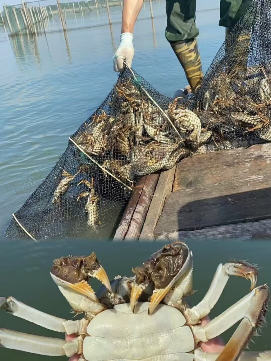 离中秋还有一个月，蟹券已经满天飞：