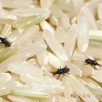 米长虫了还能吃吗？和尚吃了算破「荤戒」吗？