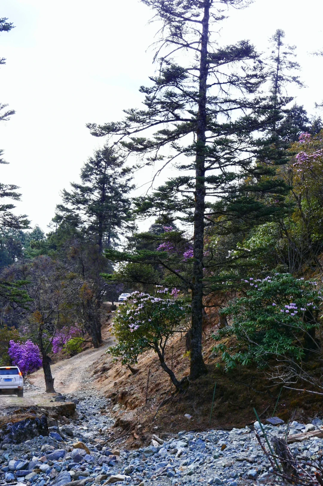 虎跳峡高路,韩国人比中国人多?翻完入境数据才懂,这条路上其实走过“三波游客”