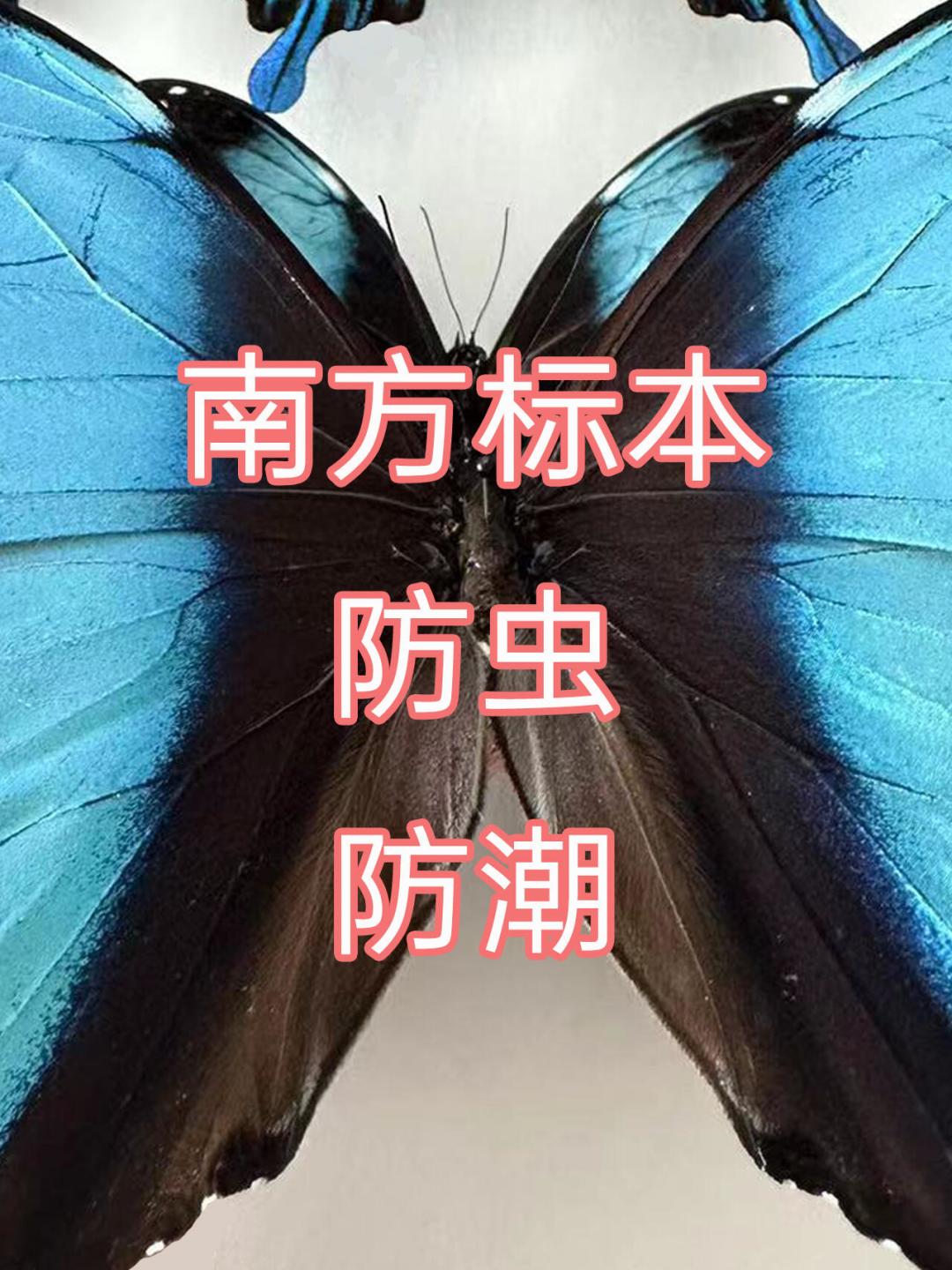 一只皮蠹幼虫能毁掉一整箱标本,樟脑丸只能驱不能杀:今夏收的藏品正进入损坏高发期,开箱检查前先看懂四虫、三天、一个冰箱