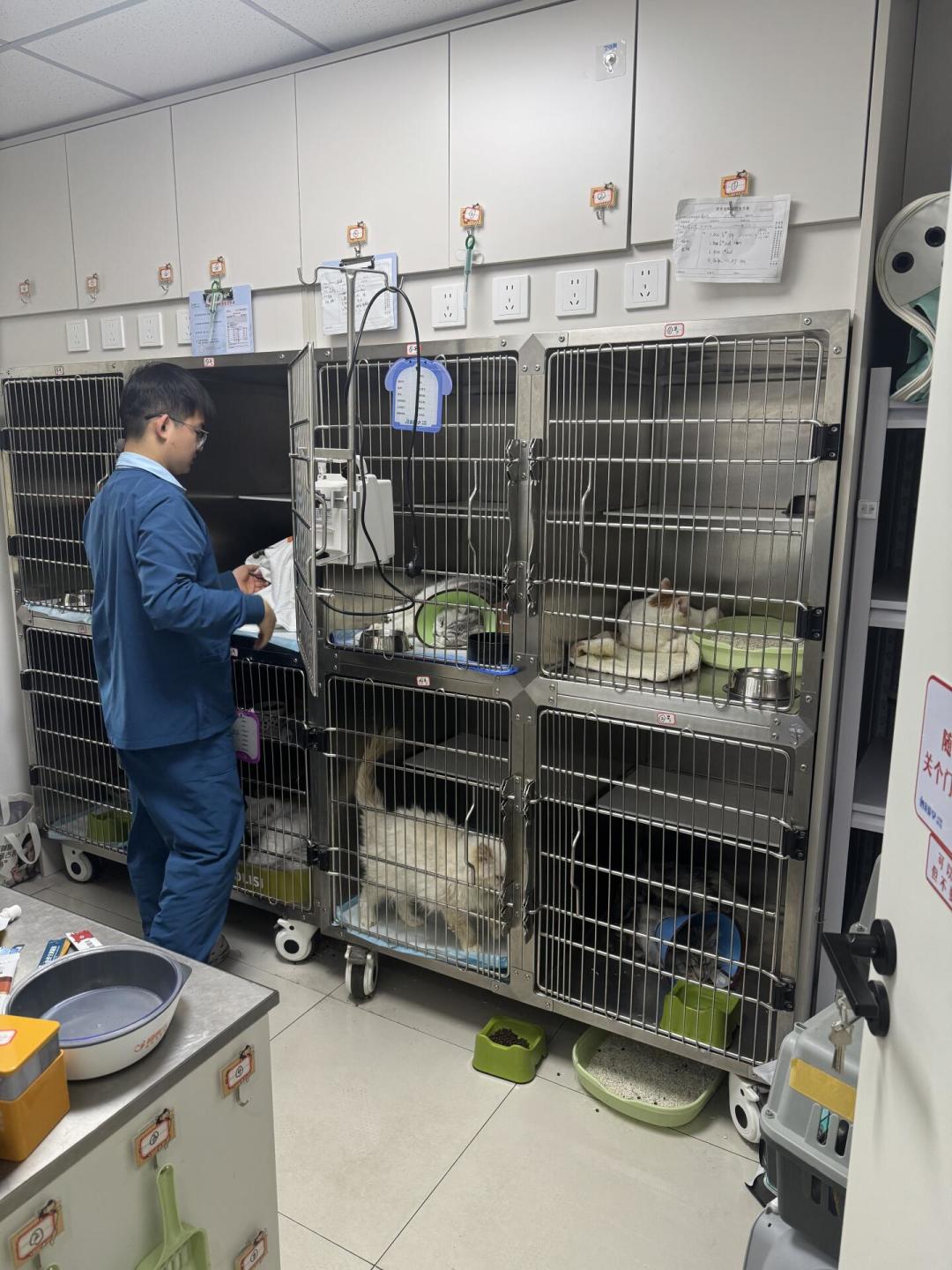 一次理赔，续保从459元涨到1071元：翻了10个宠物险涨价案例，比涨价更贵的是