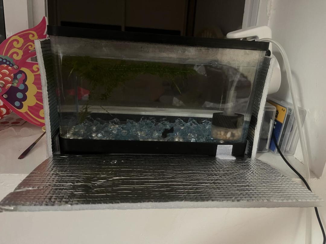 秋老虎还没走,鱼缸水温破30℃:降温装备现在还值得买吗?四条路线帮你算完账