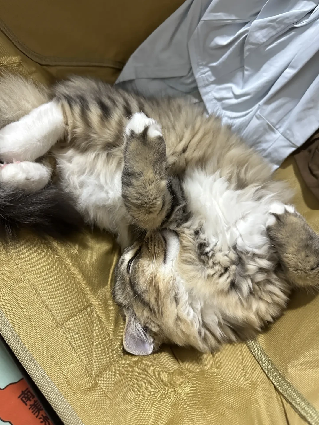 翻完几百条“猫咪冰垫后悔帖”,我发现夏天给猫降温的第一步不是买,是看你家地板