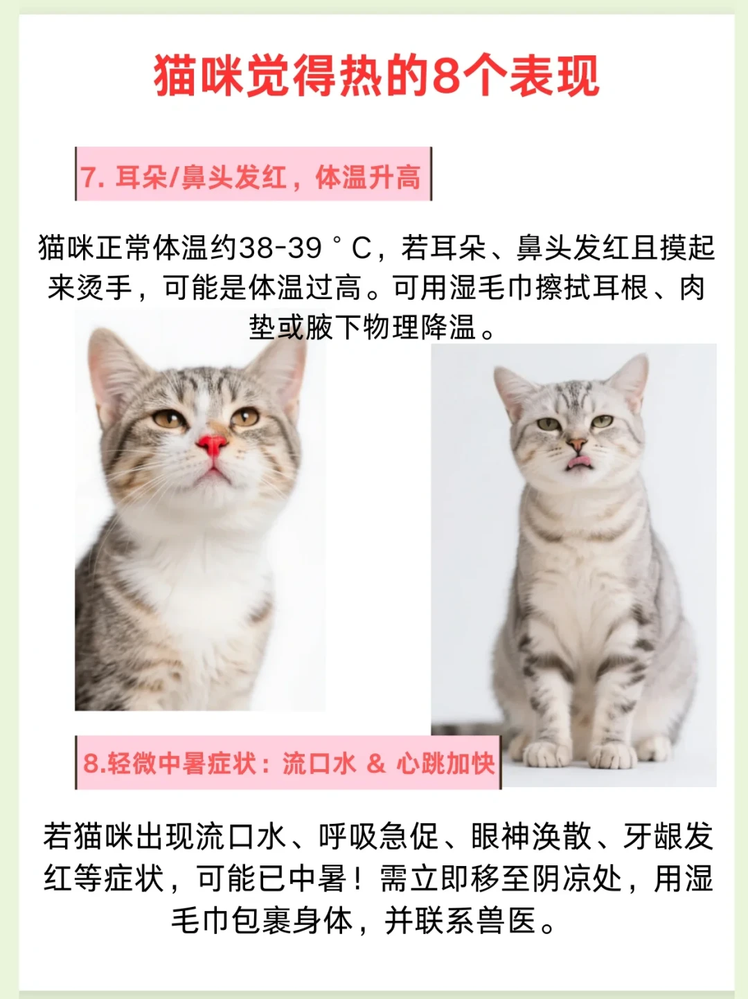 翻完几百条“猫咪冰垫后悔帖”,我发现夏天给猫降温的第一步不是买,是看你家地板