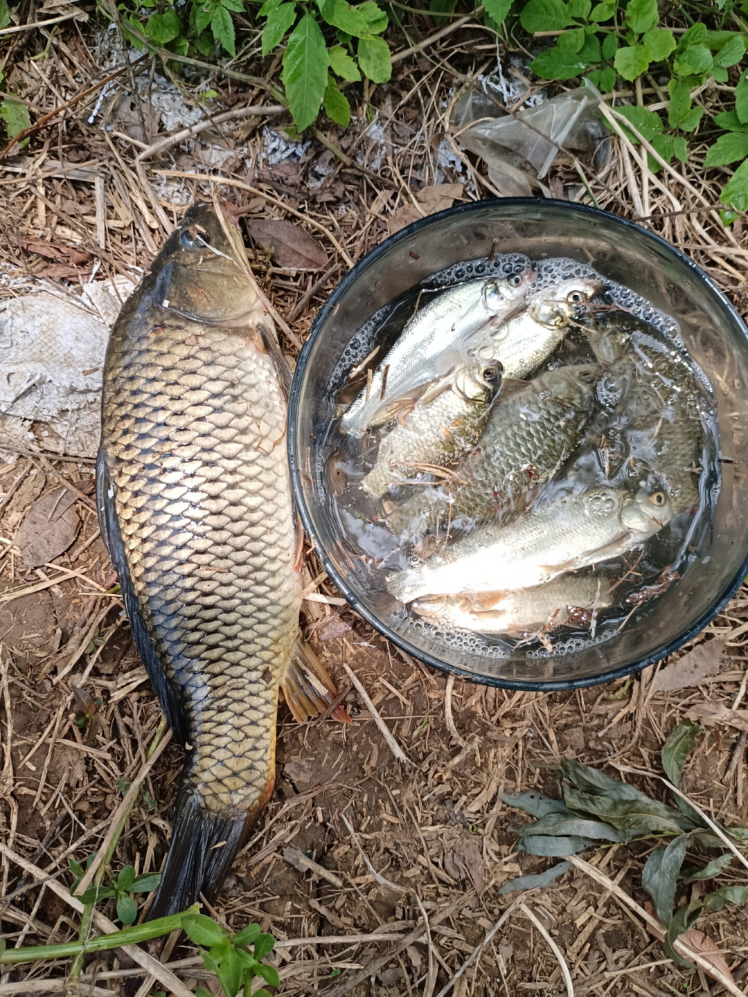 钓鱼佬真的会吃自己钓的鱼吗?翻了全网十几条讨论,整理出该带回家、该放生和千万别碰的鱼清单