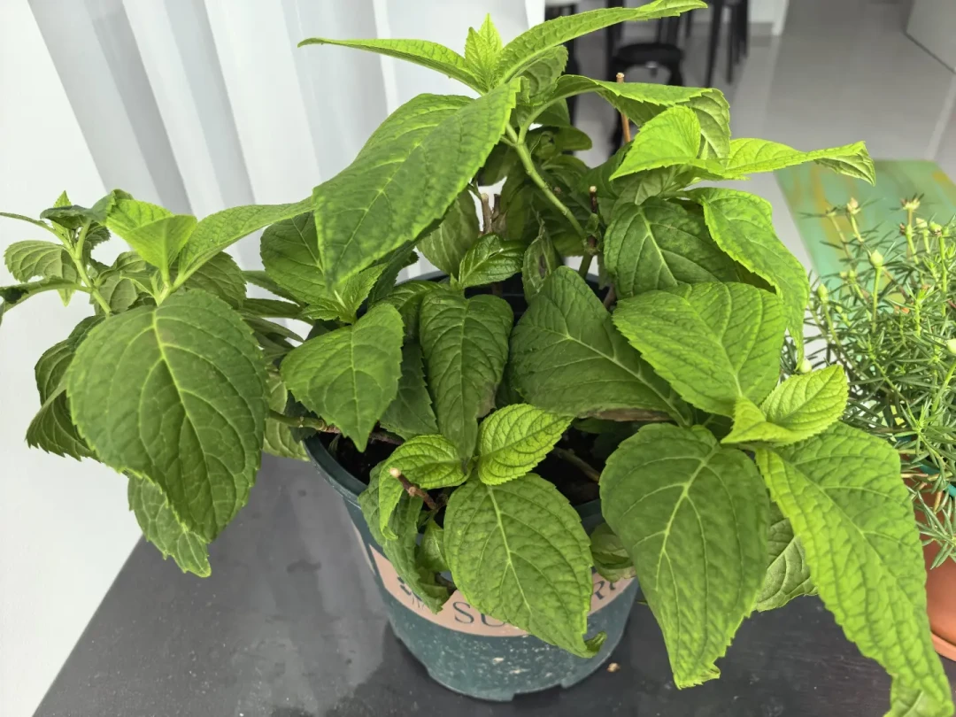 熬过整个夏天的盆栽,很多死在8月最后一周:秋老虎里别急着换盆施肥,看温度计,别翻日历