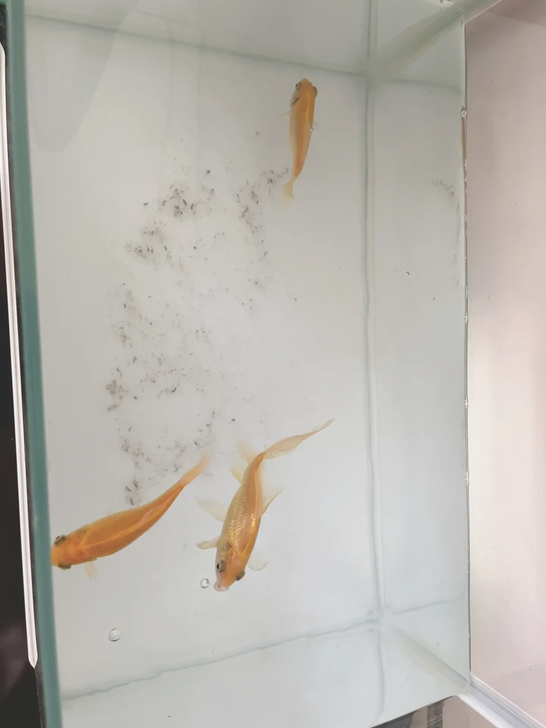 裸缸定了,水清了别急着放鱼:7天正统派、3天邪修派和硝化细菌智商税,翻完全网吵帖捋出一张决策表