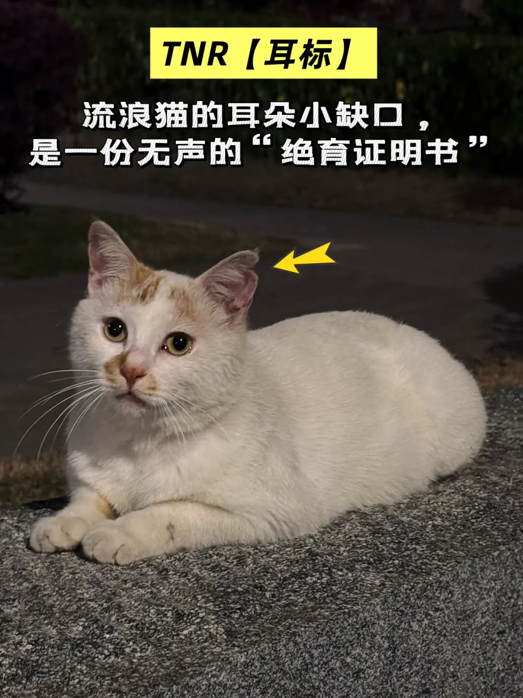 公猫99元,母猫169元:为什么老救助人劝你