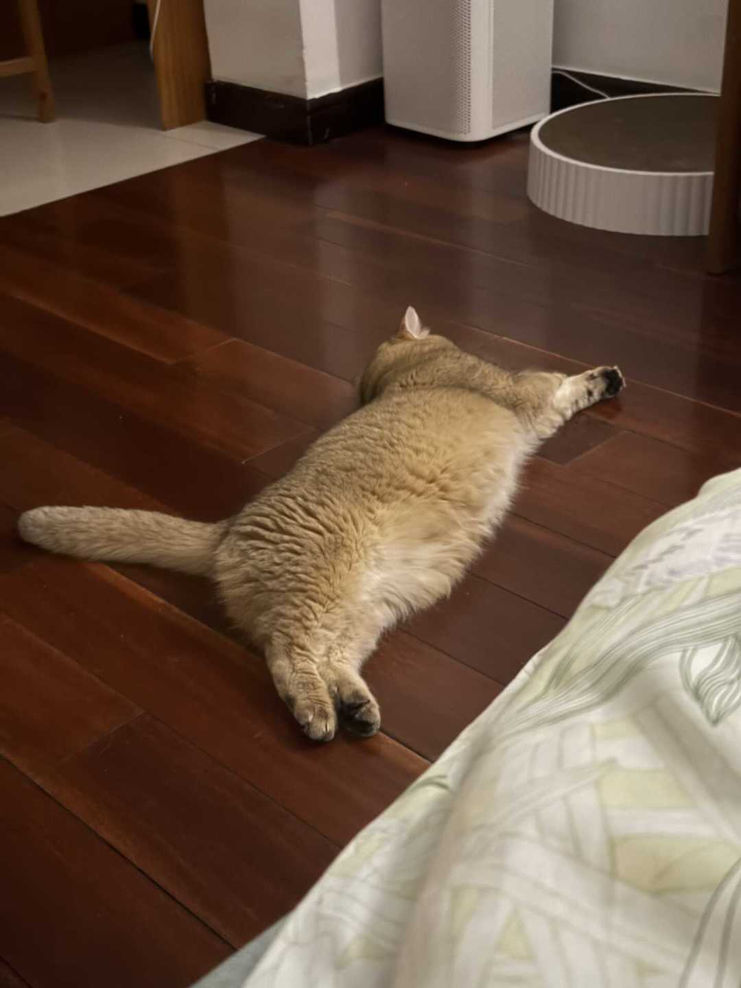 秋老虎最后一程:别把猫中暑当犯懒,6个信号、3个禁操作和黄金10分钟