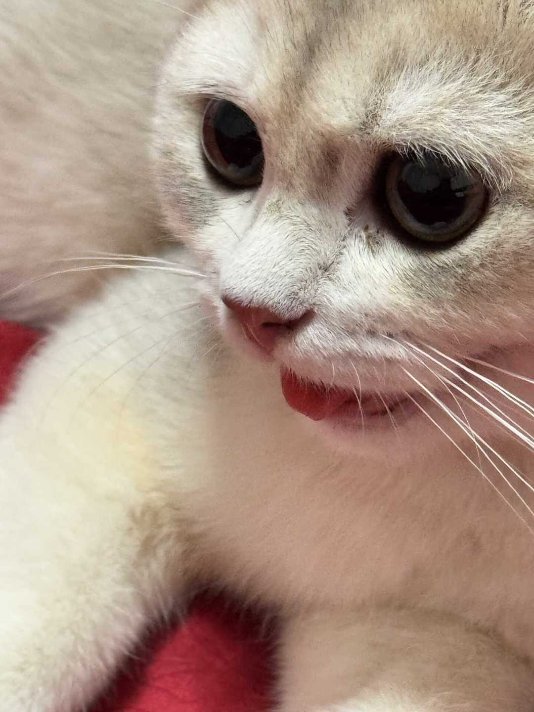 秋老虎最后一程:别把猫中暑当犯懒,6个信号、3个禁操作和黄金10分钟