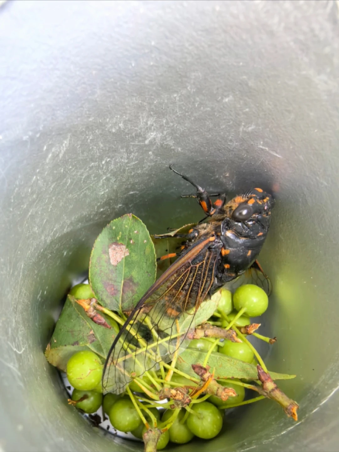 《昆虫记》八上考还是八下考？新教材全面落地，定位定了，读法也变了