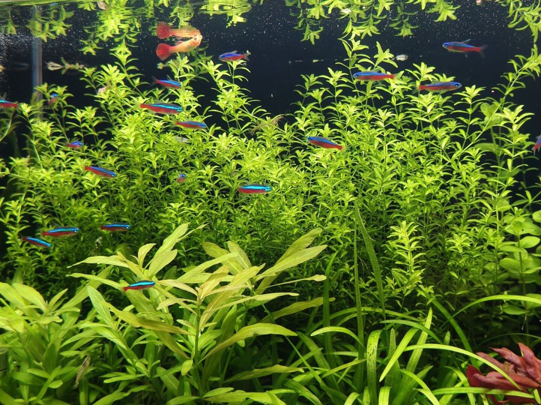 买水草泥买到两次假货、黑壳虾存活率堪忧：草缸底床这笔账，开缸前先算明白