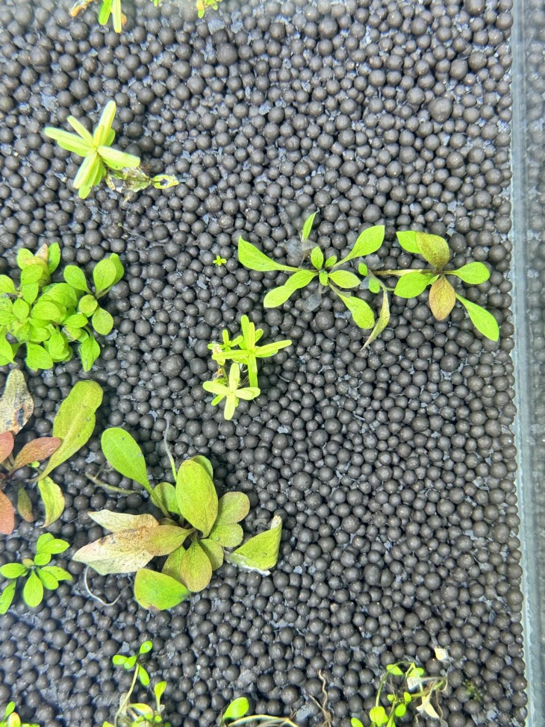 买水草泥买到两次假货、黑壳虾存活率堪忧：草缸底床这笔账，开缸前先算明白