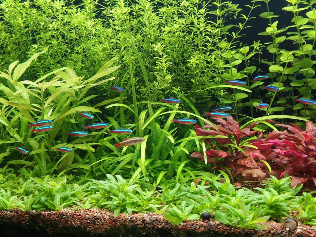 买水草泥买到两次假货、黑壳虾存活率堪忧：草缸底床这笔账，开缸前先算明白