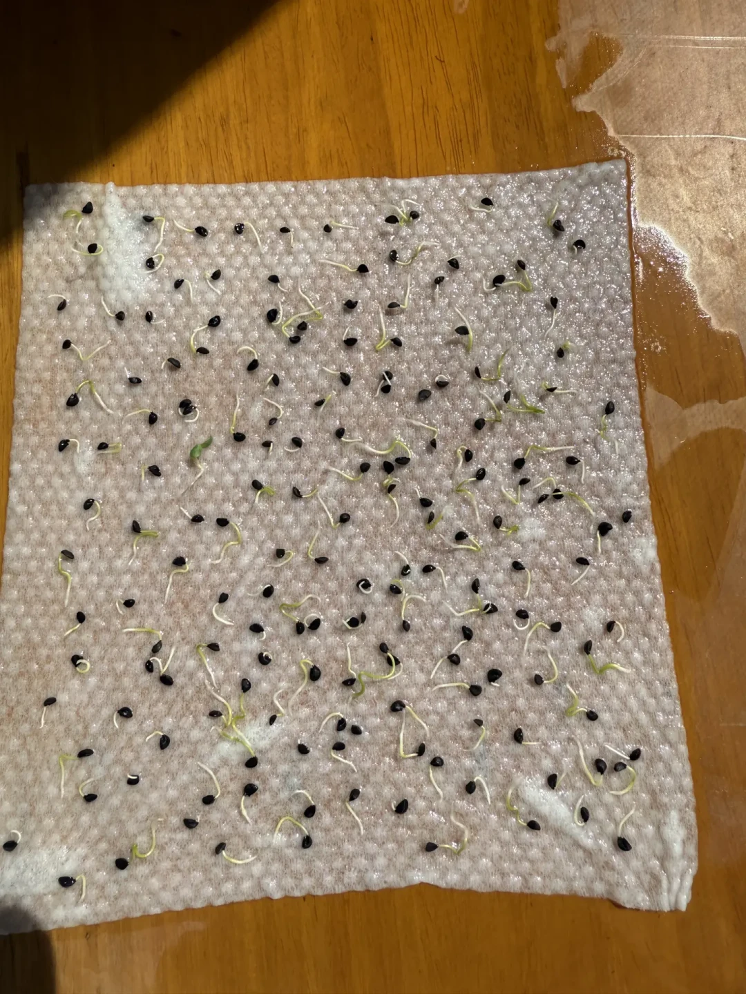 韭菜种子种出葱、黑珍珠变红:秋播前网购蔬菜种子的4种套路与5条避坑动作
