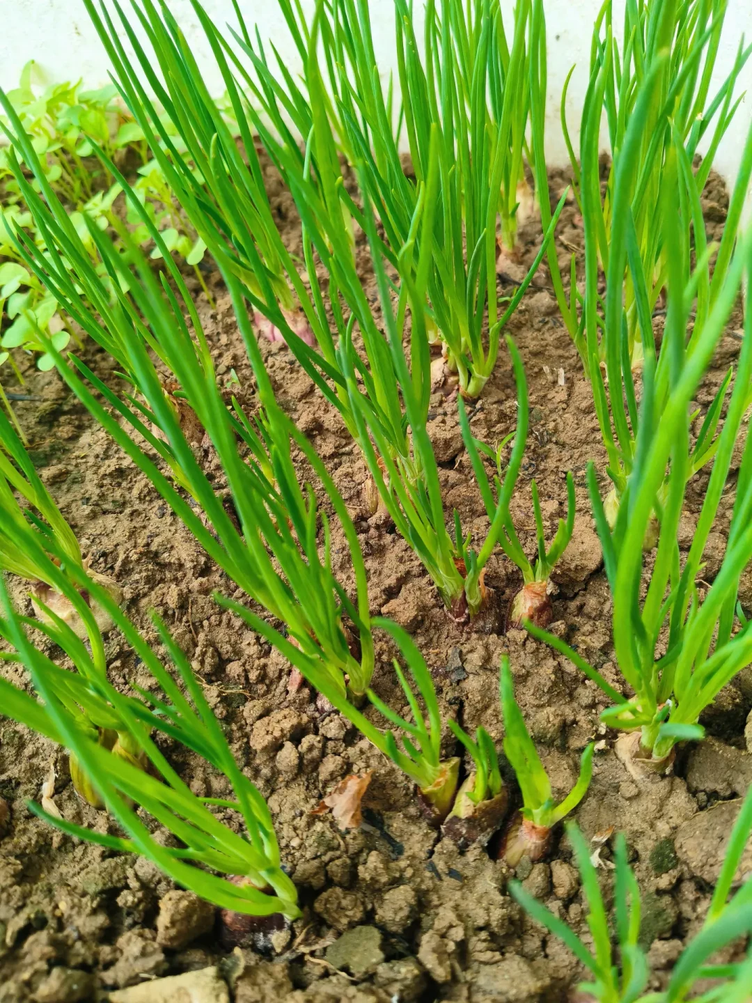 韭菜种子种出葱、黑珍珠变红:秋播前网购蔬菜种子的4种套路与5条避坑动作