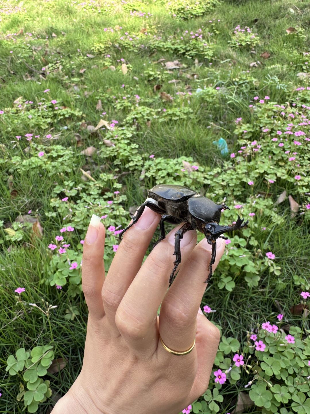 独角仙一顶就翻,锹甲夹住不放:翻了一夏天的斗虫记录,到底谁更强