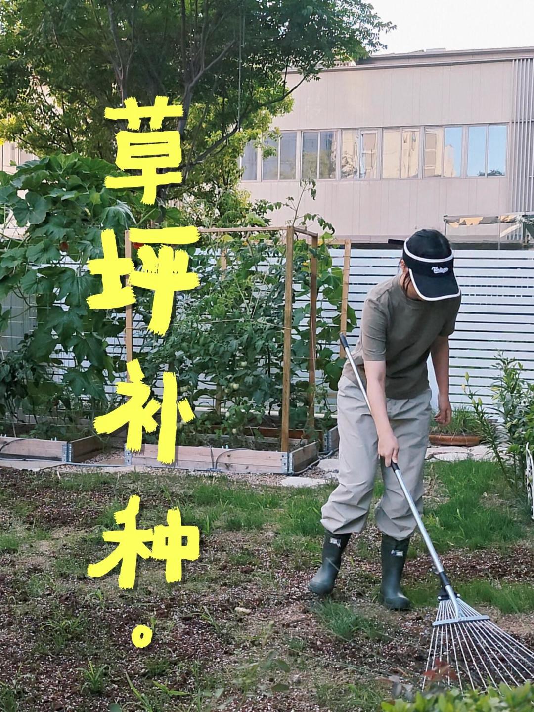 8月底草坪晒黄、秃了？别急着全铲重铺：秋季翻盘窗口四步救活，附草籽避坑清单