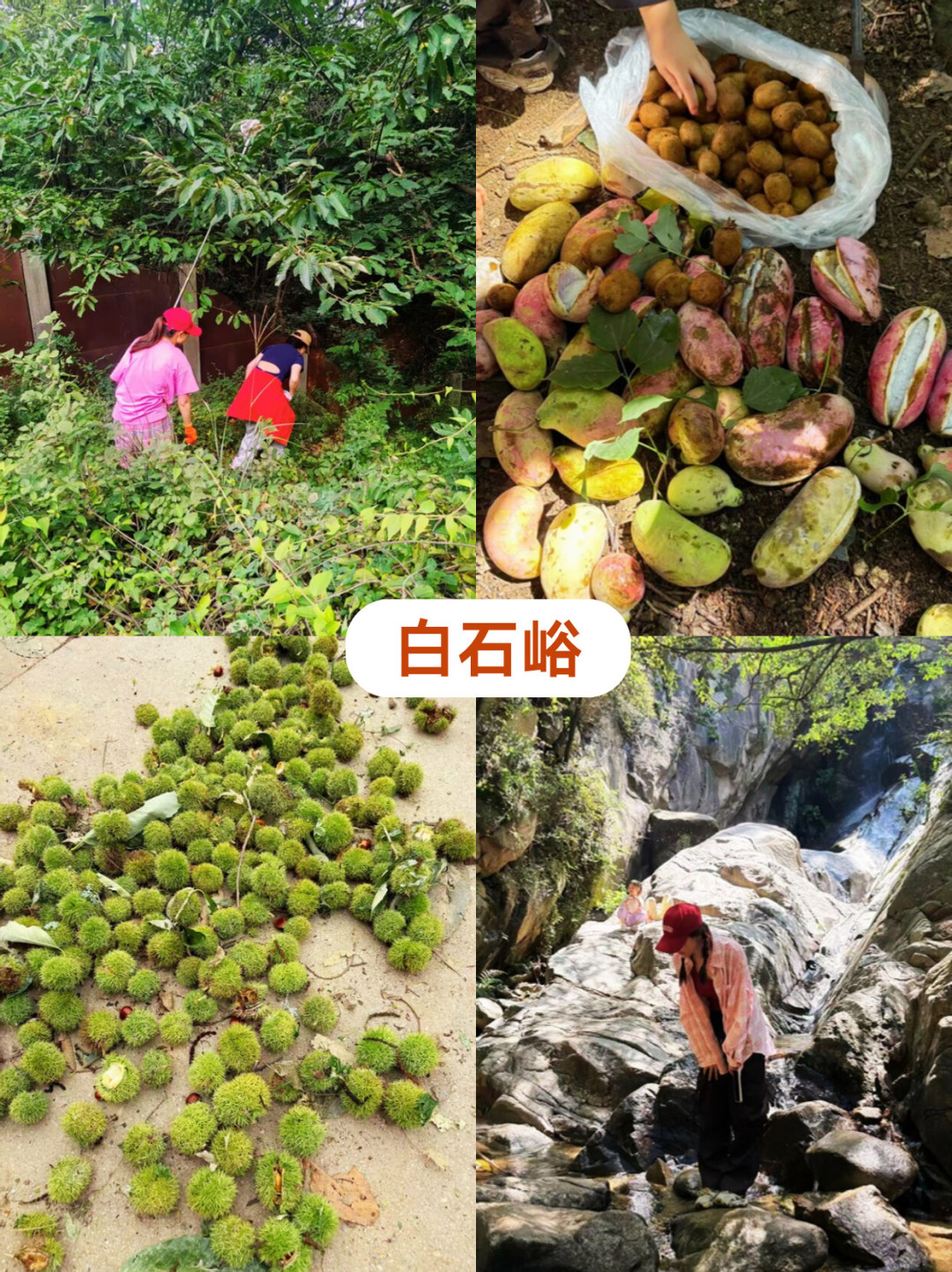 银杏叶悄悄开始黄了:捡秋潮提前开跑,但你捡回来的叶子大多活不过一周——出手前先把保存的账算明白